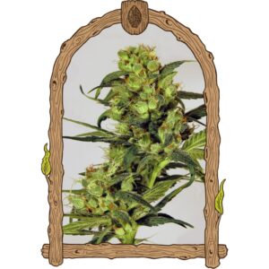 10 UND REG - SPICY BITCH * EXOTIC SEED REGULARES 10 UND