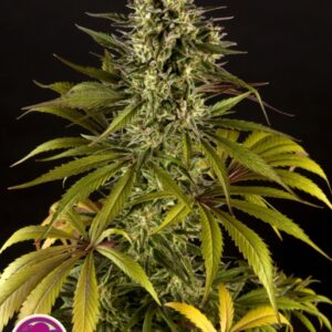 25 UND FEM - SPICY CBD * PHILOSOPHER SEEDS 25  UND FEM