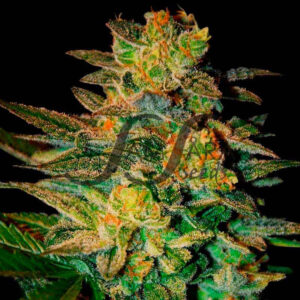 5 UND FEM - SPIRITUAL PUNK (SAMSARA) * SAMSARA 5 UND FEMINIZADAS