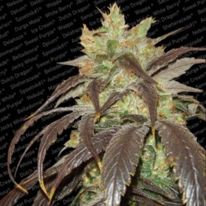 3 UND FEM - SPOETNIK # 1 * PARADISE SEEDS 3 UND FEMINIZADAS