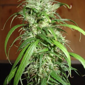 3 UND FEM - SPR HAZE * HOMEGROWN FANTASEEDS 3 UND FEMINIZADAS