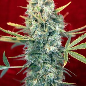 3 UND FEM - SRA. AMPARO * REGGAE SEEDS 3 UND FEMINIZADAS