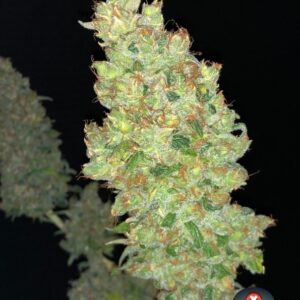 6 UND FEM - STRAWBERRY AKEIL * SERIOUS SEEDS 6 UND FEMINIZADAS