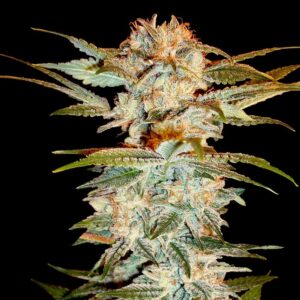 3 UND FEM - STACKED KUSH * DNA GENETIC 3 UND FEMINIZADAS