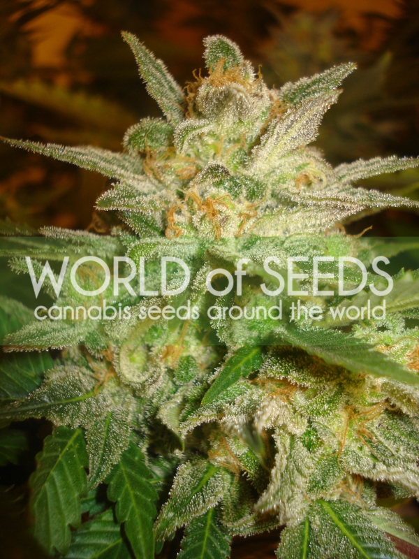 7 UND FEM - STAR 47 (LEGEND COLLECTION) * WORLD OF SEEDS 7 UND FEMINIZADAS