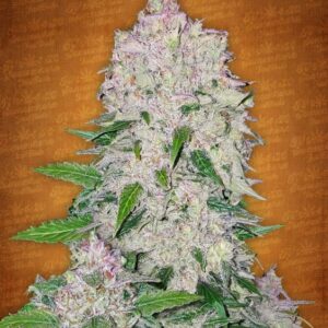 5 UND FEM - STARDAWG * FASTBUDS SEEDS FEMINIZADA 5 UND