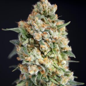 6 UND FEM - STICKY BARB * HOUSE OF THE GREAT GARDENER FEMINIZADA 6 UND