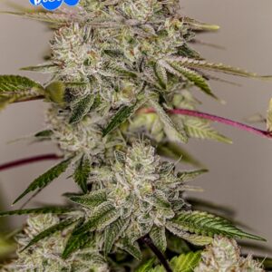 5 UND FEM - STICKY DREAM (EDICION ESPECIAL EEUU)* POSITRONICS 5 UND FEMINIZADAS