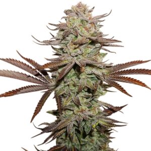 25 UND FEM - STICKY FINGERS AUTO * SEEDSTOCKERS 25 UND FEMINIZADAS
