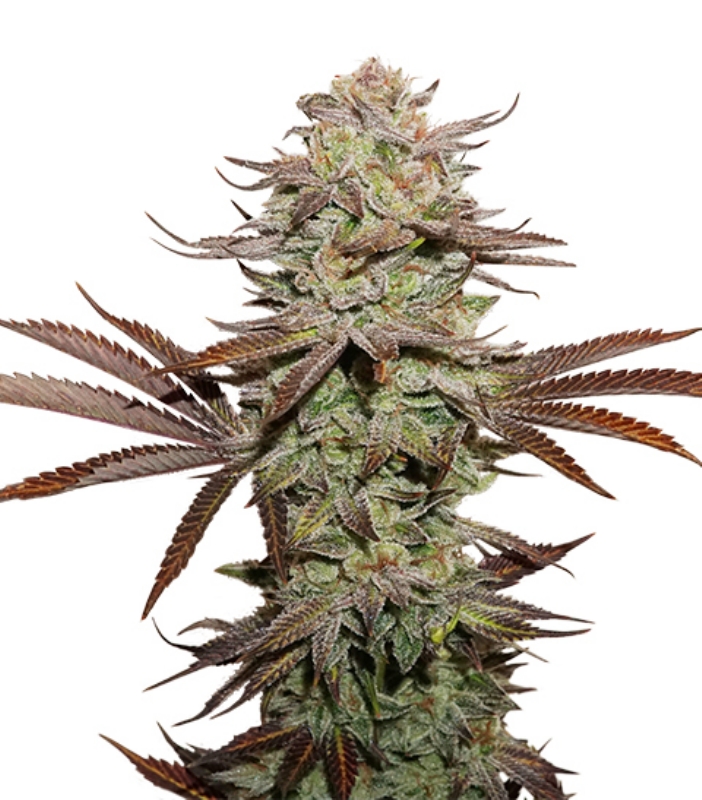 100 UND FEM - STICKY FINGERS AUTO * SEEDSTOCKERS 100 UND FEMINIZADAS