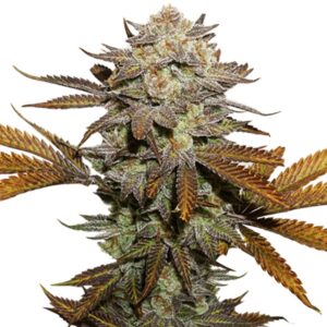 100 UND FEM - STICKY FINGERS * SEEDSTOCKERS 100 UND FEMINIZADAS