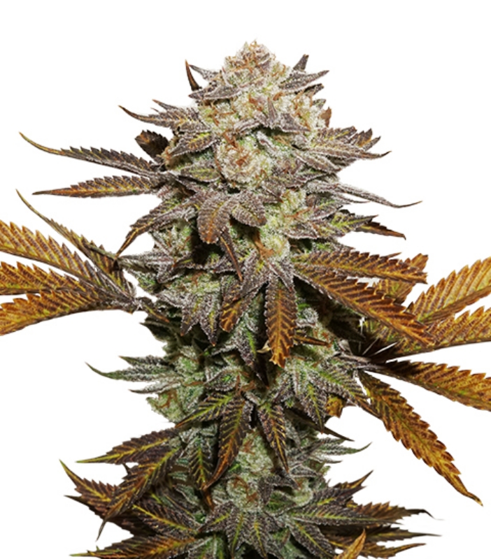 100 UND FEM - STICKY FINGERS * SEEDSTOCKERS 100 UND FEMINIZADAS