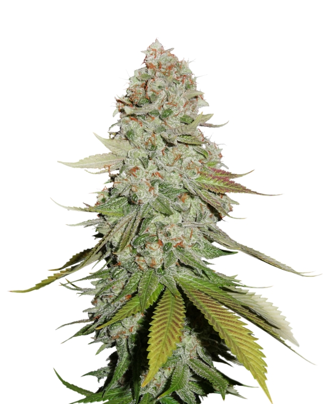 250 UND FEM - STICKY MONKEY GG#4 * SEEDSTOCKERS 250 UND FEMINIZADAS