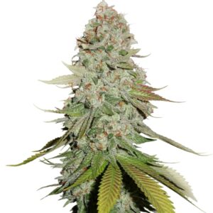 100 UND FEM - STICKY MONKEY GG#4 * SEEDSTOCKERS 100 UND FEMINIZADAS