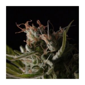 1 UND FEM - STICKY WONDER * BCN SEEDS 1 UND FEMINIZADA