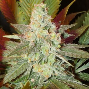 10 UND REG - STONED HEDGE  * SAGARMATHA REGULARES 10 UND