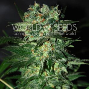 12 UND FEM - STONED INMACULATE (DIAMOND COLLECTION) * WORLD OF SEEDS 12 UND FEMINIZADAS