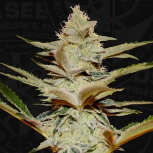 5 UND FEM - STRACCIATELLA * T.H. SEEDS 5 UND FEMINIZADAS