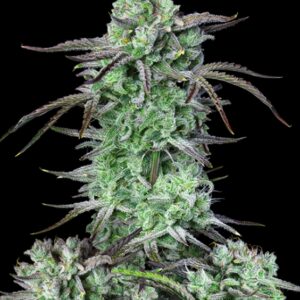 10 UND FEM - STRAWBERRY BANANA AUTO * FASTBUDS SEEDS FEMINIZADA 10 UND