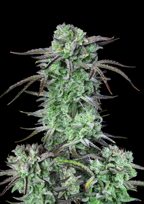 100 UND FEM - STRAWBERRY BANANA AUTO * FASTBUDS SEEDS FEMINIZADA 100 UND