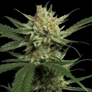 3 UND FEM - STRAWBERRY BANANA * DNA GENETICS RESERVA PRIVADA 3 UND FEMINIZADAS