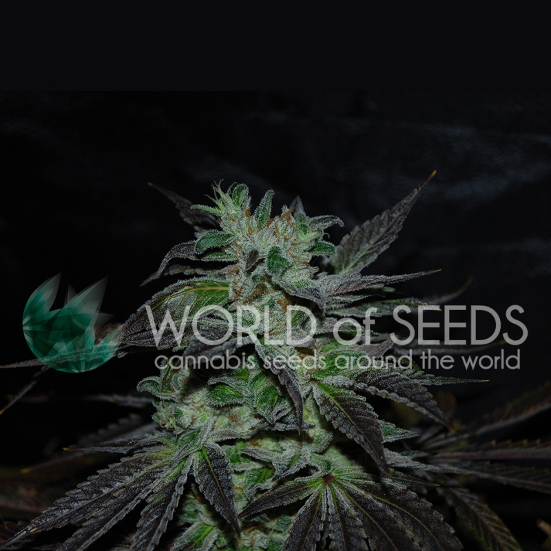 7 UND FEM - STRAWBERRY BLUE (EARLY HARVEST) * WORLD OF SEEDS 7 UND FEMINIZADAS