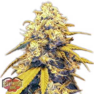 10 UND FEM - STRAWBERRY CAKE AUTO * HEAVYWEIGHT SEEDS 10 UND FEMINIZADAS