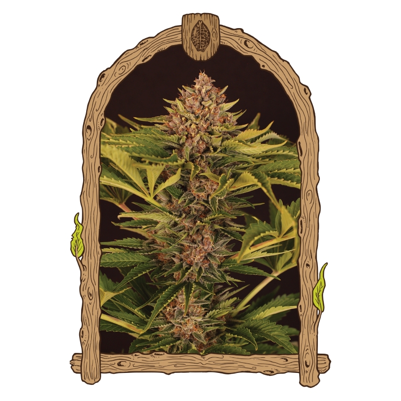 3 UND FEM - STRAWBERRY COLA AUTO * EXOTIC SEED FEMINIZADA 3 UND