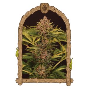 5 UND FEM - STRAWBERRY COLA AUTO * EXOTIC SEED FEMINIZADA 5 UND