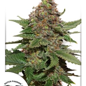 5 UND FEM - STRAWBERRY COUGH ﾮ  * DUTCH PASSION 5 UND FEMINIZADAS