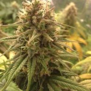 5 UND FEM - STRAWBERRY D-LITE * SAGARMATHA 5 UND FEMINIZADAS