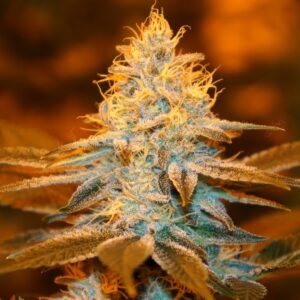 5 UND FEM - STRAWBERRY GLUE * T.H. SEEDS 5 UND FEMINIZADAS