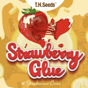 11 UND REG - STRAWBERRY GLUE X SBC * T.H. SEEDS 11 UND REGULARES