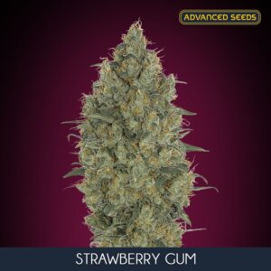 10 UND FEM - STRAWBERRY GUM * ADVANCED SEEDS 10 UND FEM