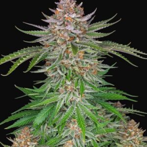 5 UND FEM - STRAWBERRY PIE AUTO * FASTBUDS SEEDS FEMINIZADA 5 UND
