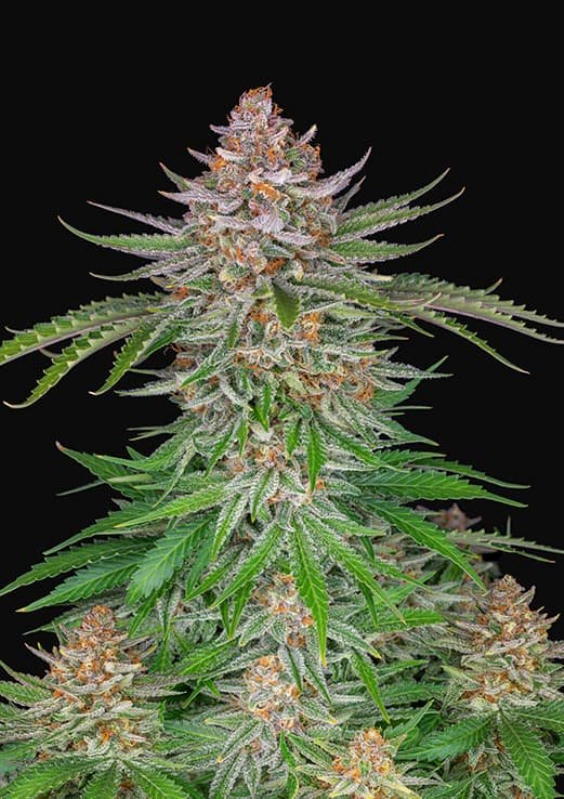 3 UND FEM - STRAWBERRY PIE AUTO * FASTBUDS SEEDS FEMINIZADA 3 UND