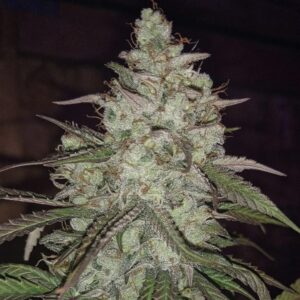 5 UND REG - STREKLA * SUBCOOL THE DANK 5 UND REGULARES