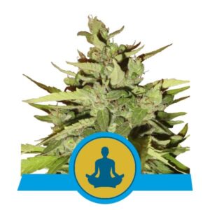 3 UND FEM - STRESS KILLER AUTOMATIC CBD * ROYAL QUEEN 3 UND FEMINIZADAS