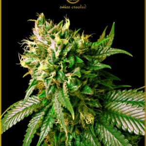 10 UND FEM - STRONG SKUNK * ANACONDA SEEDS FEMINIZADA 10 UND