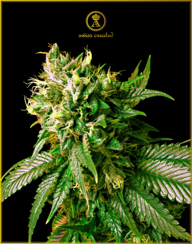 100 UND FEM - STRONG SKUNK * ANACONDA SEEDS FEMINIZADA 100 UND