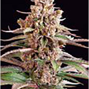 10 UND REG - STUPORSONIC  * SAGARMATHA REGULARES 10 UND