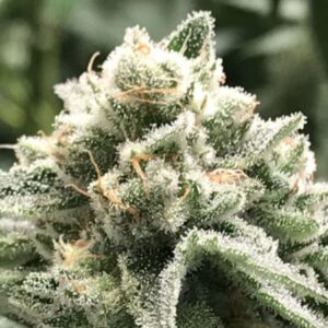 3 UND FEM - SUBLIMATOR * R-KIEM SEEDS 3 UND FEMINIZADAS