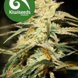 5 UND FEM - SUGAR BABY AUTOFLOWERING * KIWISEEDS 5 UND FEMINIZADAS