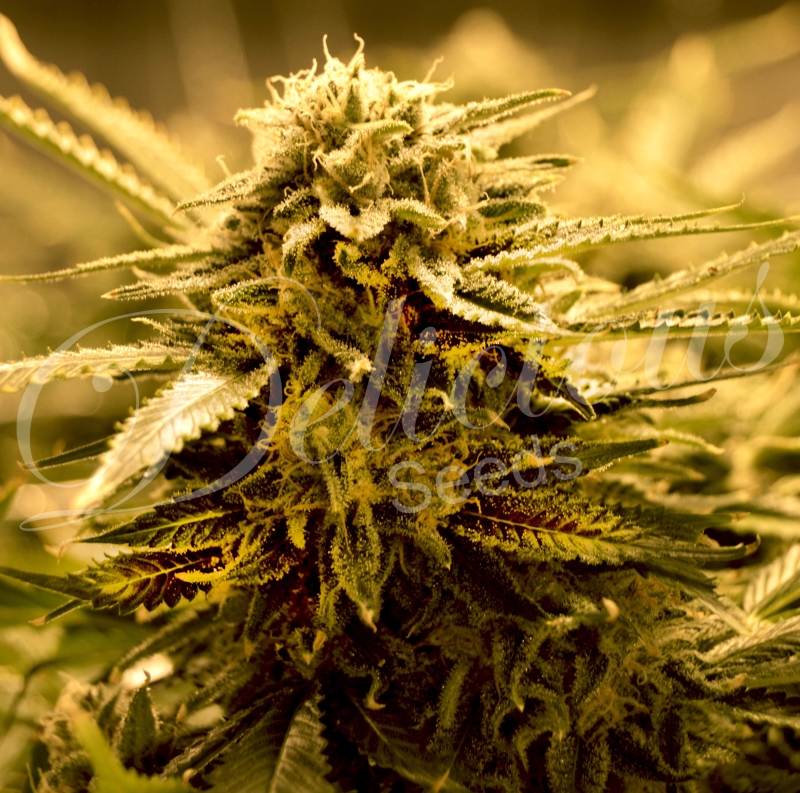 1 UND FEM - SUGAR BLACK ROSE AUTO (AUTOMATIC LINE) * DELICIOUS 1 UND FEMINIZADA