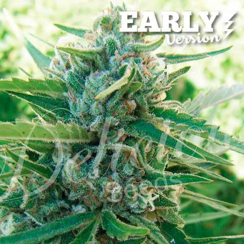 3 UND FEM - SUGAR BLACK ROSE (EARLY VERSION) * DELICIOUS 3 UND FEMINIZADAS