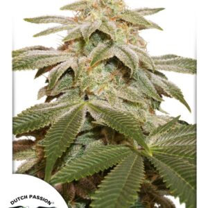 10 UND FEM - SUGAR BOMB PUNCH ﾮ * DUTCH PASSION 10 UND FEMINIZADAS