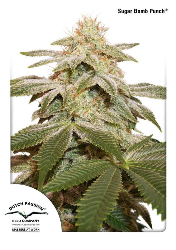 10 UND FEM - SUGAR BOMB PUNCH ﾮ * DUTCH PASSION 10 UND FEMINIZADAS