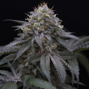 5 UND FEM - SUGAR BREATH 100% * HUMBOLDT 5 UND FEMINIZADAS