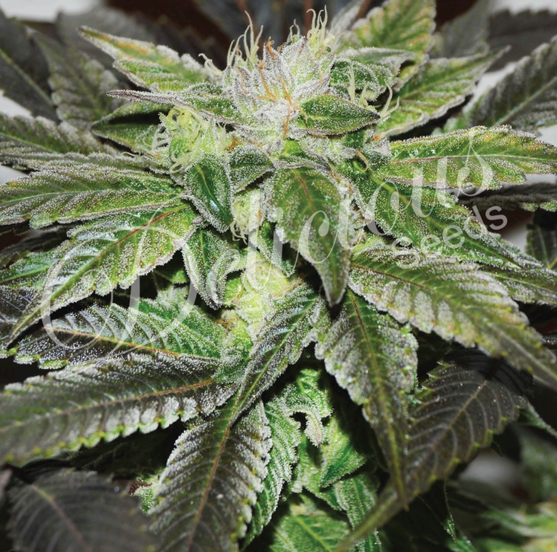 3 UND FEM - SUGAR CANDY (SATIVA LINE) * DELICIOUS 3 UND FEMINIZADAS