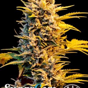 5 UND FEM - SUGAR GOM * GRASSOMATIC AUTOMATICA 5 UND FEM